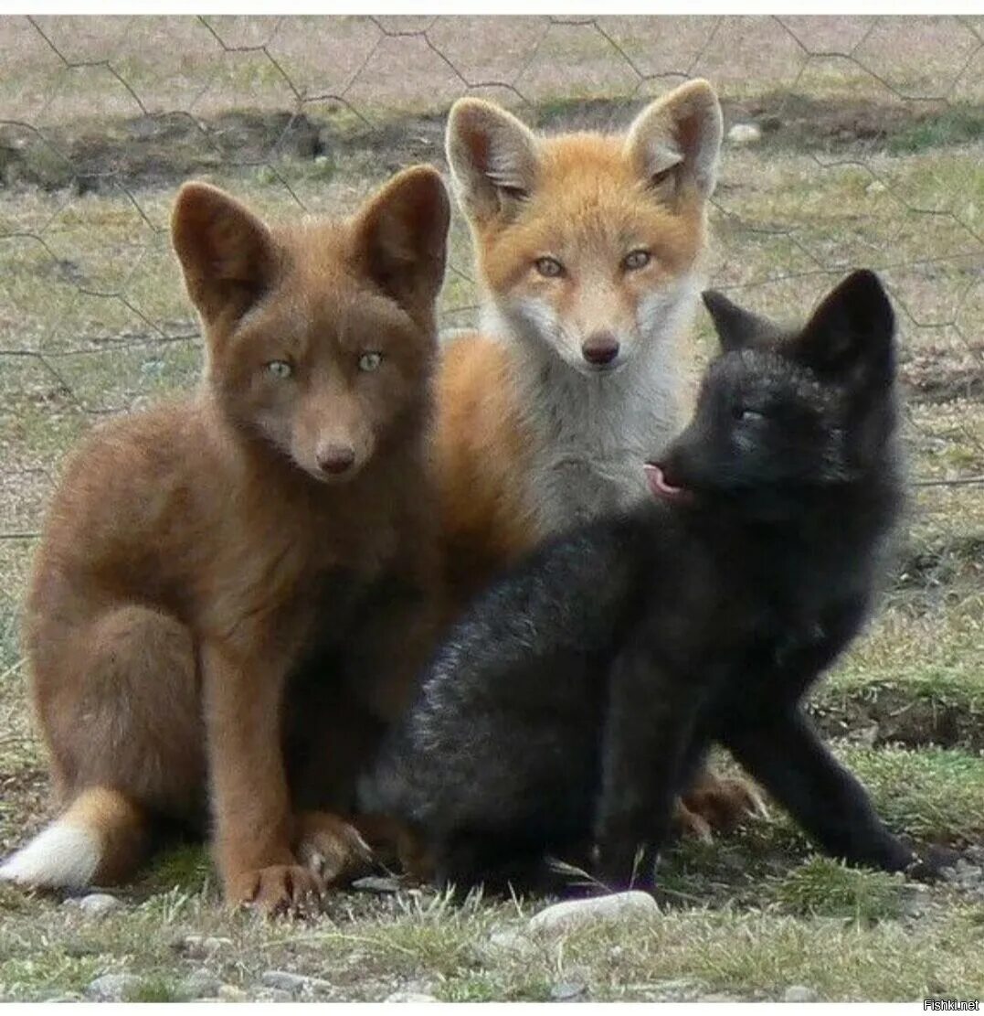 Fox цвет. Лиса чернобурка. Три лисы. Окрасы Лис. Лисицы разных цветов.