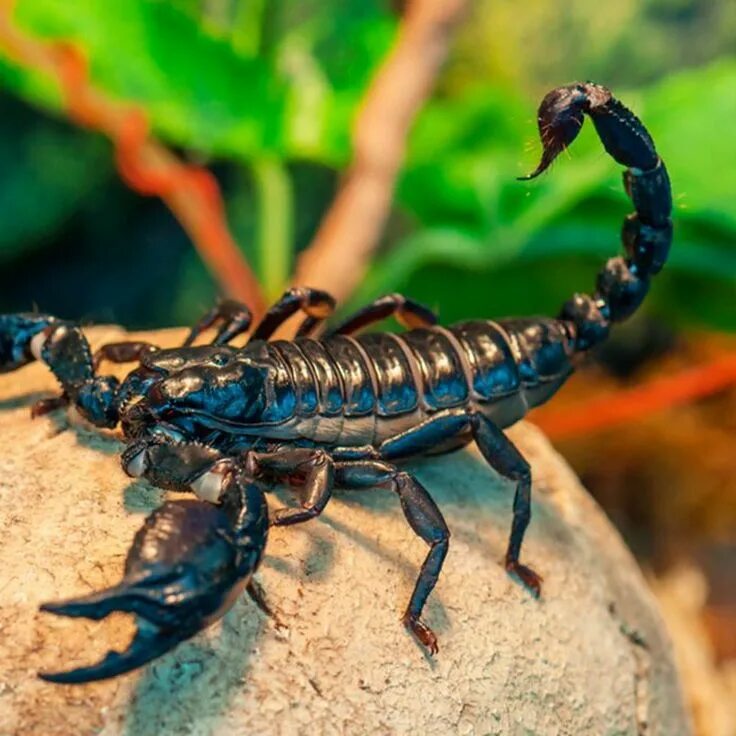 Pandinus Imperator. Императорский Скорпион. Скорпион Pandinus. Скорпион Лейурус синий. Animals scorpions