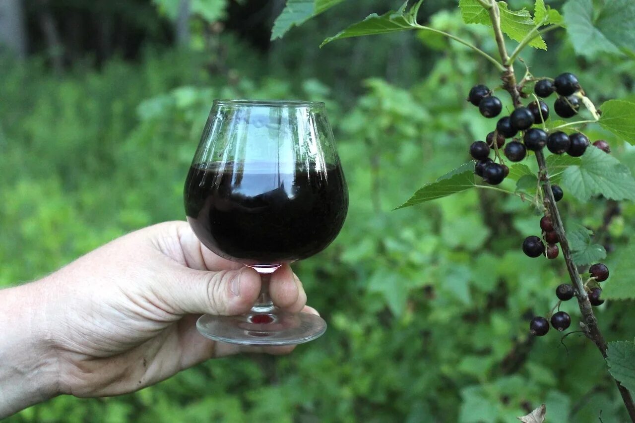 Черная смородина вино домашнее простой рецепт. Ликер Кассис черная смородина. Вино из черной смородины. Кассис вино из черной смородины. Смородина и абсент.