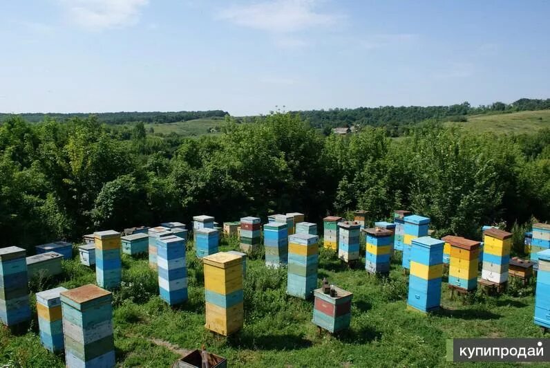 Пчелосемьи купить воронежская. Пчелопакеты. Пчелопакеты 2014. Пчеловодство в Воронежской области. Пчелопакеты рут.