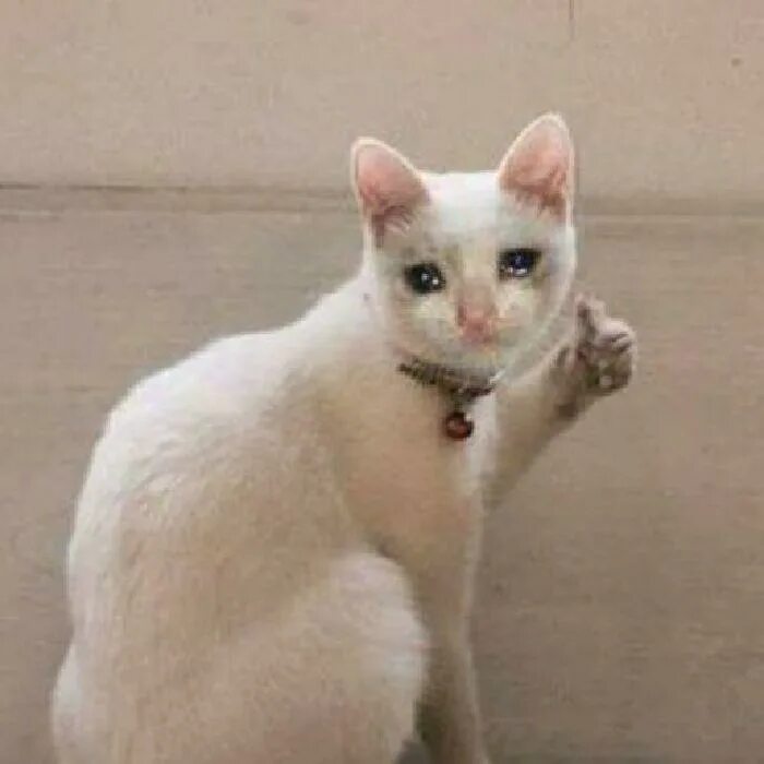 Кот показывает лайк. Кот что то говорит. Кот с факами прозрачным фоном. Кот показывает пальцем мем. Кот показывает класс.