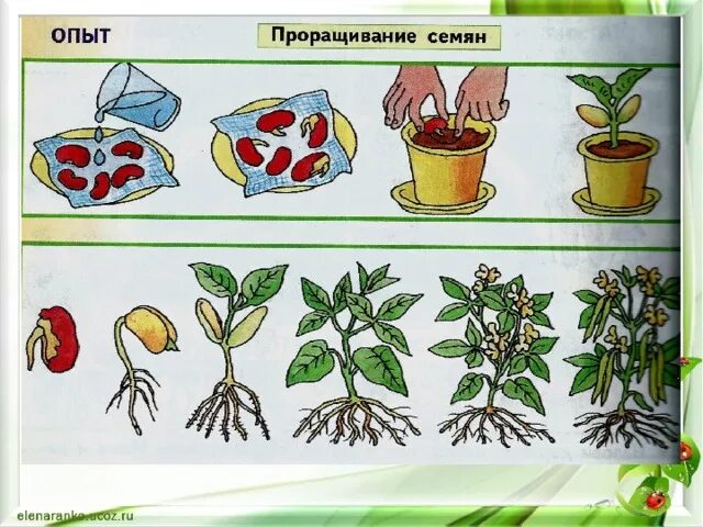 Рост растений для дошкольников. Развитие растений для дошкольников. Схема роста растений для детей в картинках. Размножение растений для дошкольников.