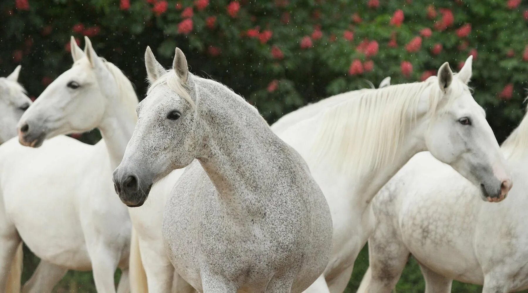 Кладрубская лошадь. Кладрубская порода. Кладрубская лошадь серая. Чешская порода лошадей старокладрубская.