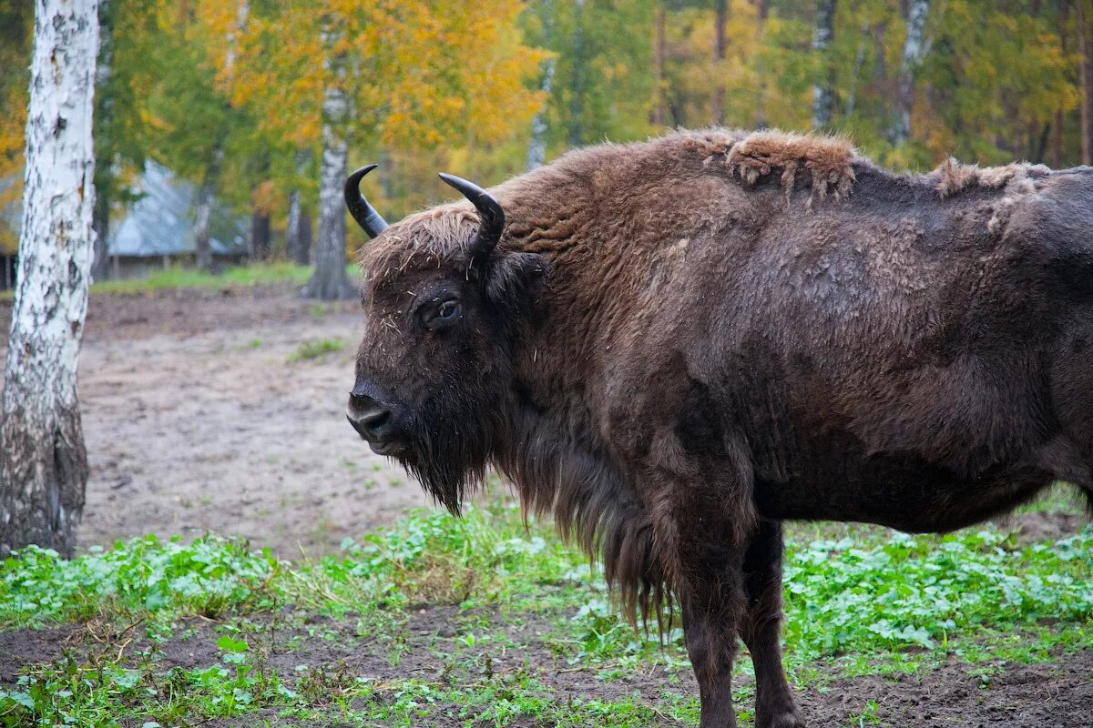 Зубр картинка. Беловежская пуща бизоны. ЗУБР Bison bonasus l. Кавказско-Беловежский ЗУБР. Зубробизон в Кавказском заповеднике.