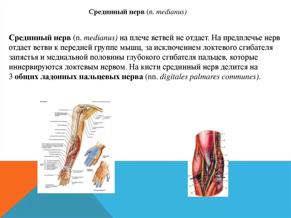 Срединный нерв иннервирует мышцы предплечья. Нерв медианус. Ветви срединного нерва на предплечье. Срединный нерв функции.