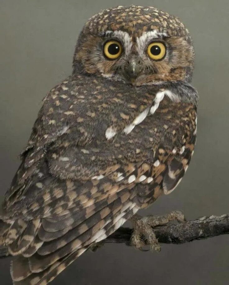 Домовой сыч. Сыч домовый птица. Сова филин сыч. Домовый сыч. Домовой сыч.