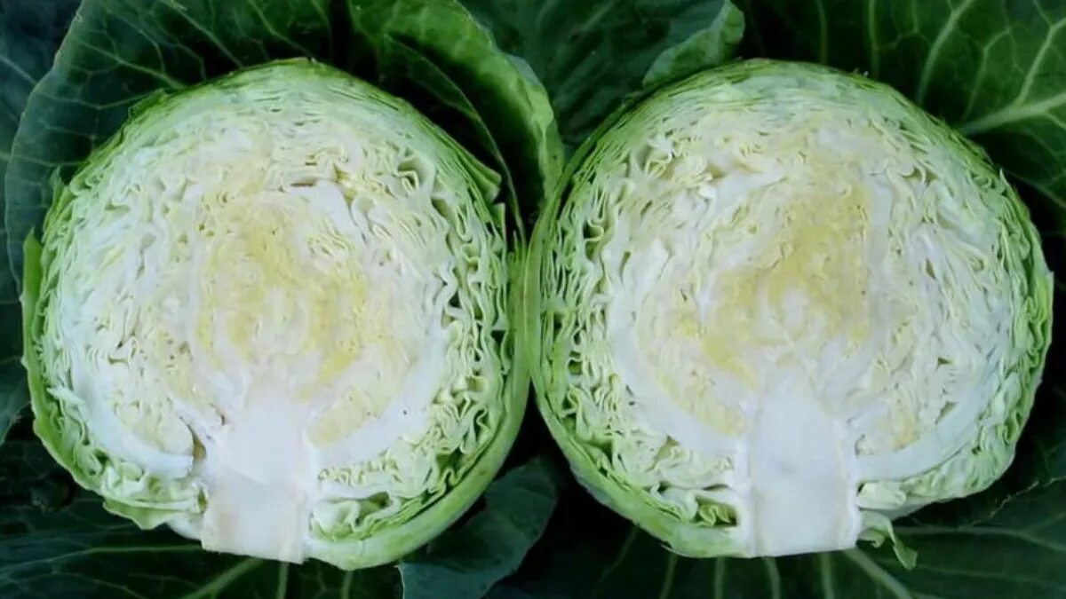 Капусты сортов ф1