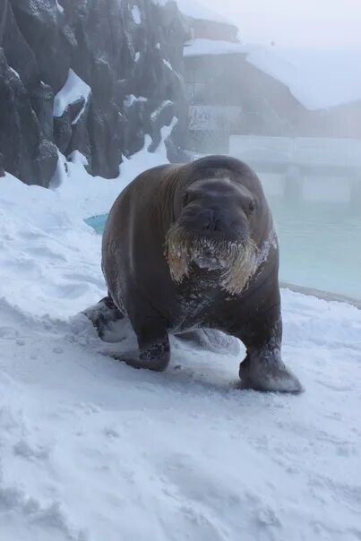 Моржик на морже. Щенок моржа. Костюм моржа. Пагль новая порода собак. Моржи собаки.