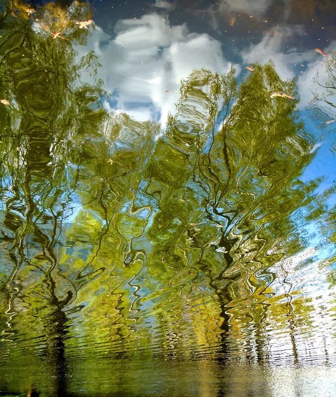 отражаясь в воде какой вид