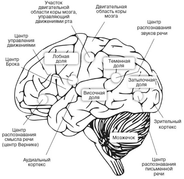 Основные центры мозга. Зоны мозга отвечающие за ВПФ. Локализация функций ВПФ схема. Схема мозга и функции. Мозг нейропсихология схема.