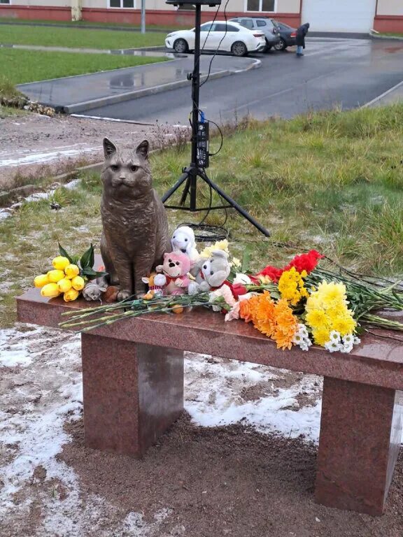 Кот кузя живодеры. Кот кузенька из северодвинска. Кот кузя живодеры. Кот кузя северодвинск могила. Кот кузя северодвинск.