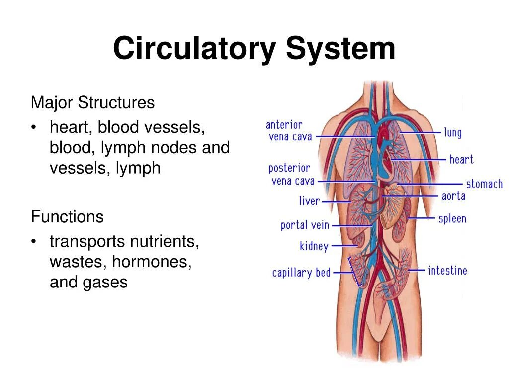 Circulatory system. The structure of the circulatory system. circulatory system способы лечения. heart and vessels function. circulatory system of birds.