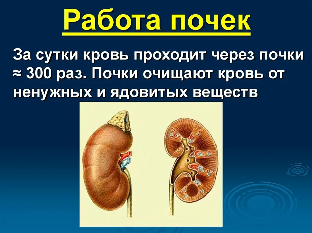 Три раза по почкам. Почки. Работа почек. Почки человека презентация. Почки для презентации.