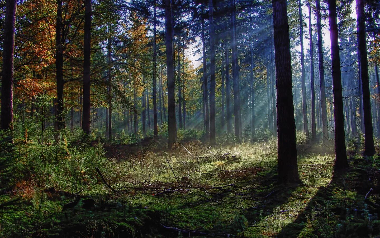 Картинка леса. Еловый лес аменсализм. Красивый лес. Красивые леса. Лесной пейзаж.