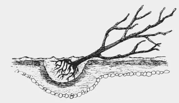 Корневая вишни. Корневая система черешни. Корни черешни глубина. Корень вишни. Какие корни у черешни.