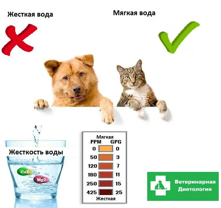 Сколько должны пить котята. Сколько должны пить котята