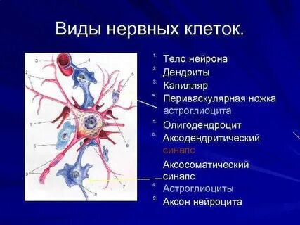 Ядро нейрона