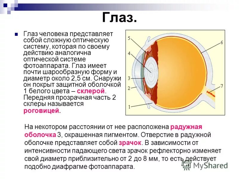 Доклад по физике на тему зрение. Глаз сложная оптическая система. Глаз как оптическая система строение глаза. Оптические системы. Глаз как оптическая система. Строение человеческого глаза физика.