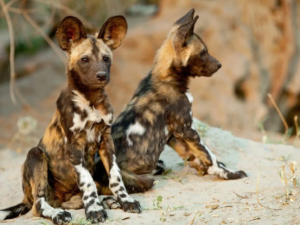 Dogs africa. Dogs africa. Dogs africa. Африканская гиеновидная собака. Dogs africa.