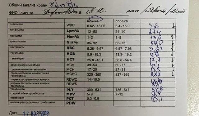 Гематокрит крови 0.4. Норма гематокрита в крови у детей 10 лет. НСТ анализ крови расшифровка норма. Гематокрит в общем анализе. Не получились анализы крови