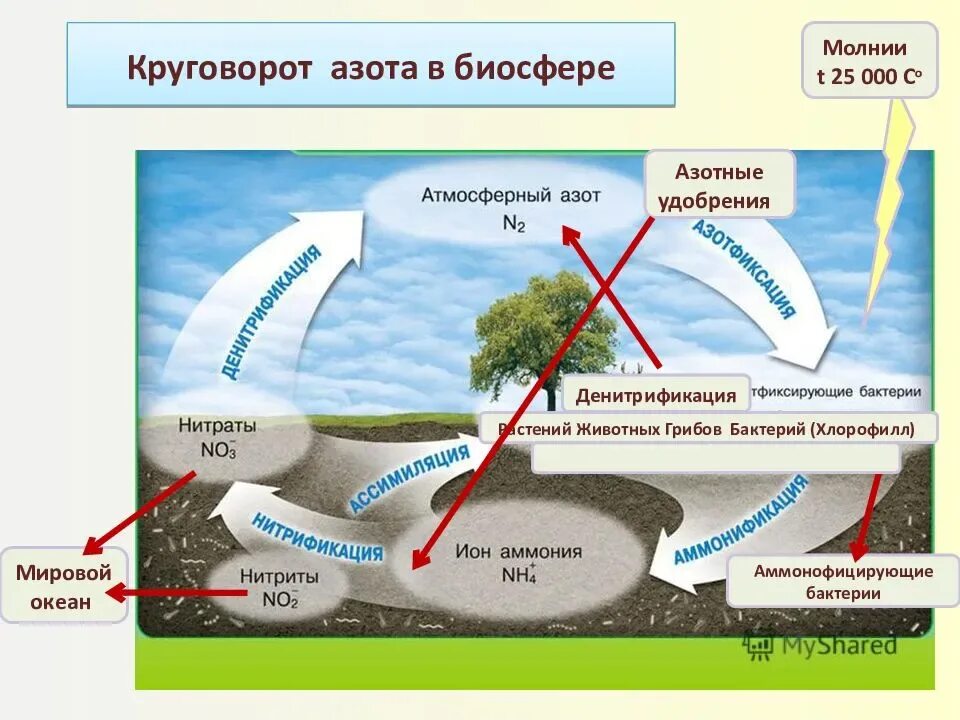 Кислород функция в биосфере. Круговорот азота в биосфере. круговорот азота фосфора и кислорода. круговорота азота, фосфора, воды, углерода в биосфере,. круговорот азота и углерода в природе схема.