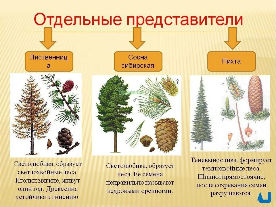 Приведи 3 примера голосеменных растений. Голосеменные:ель сосна, лиственница. Ель сосна пихта лиственница. Сосна ель лиственница шишки. Шишки пихты Голосеменные.