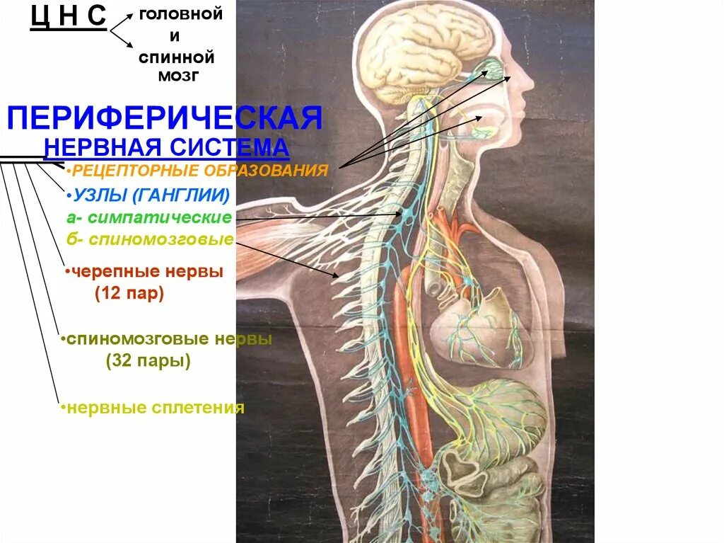 Нервные сплетения человека. Нервные сплетения анатомия человека. Нервные узлы человека. Нервная система головы.