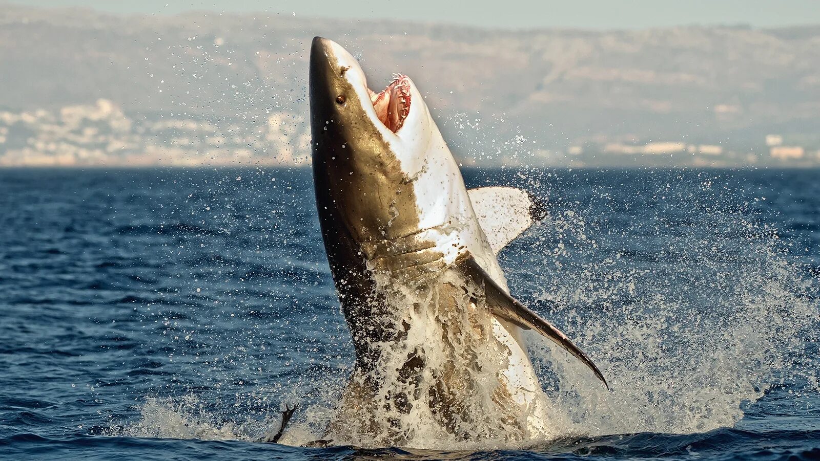 Great white shark fisch. Great white shark fisch. Белая акула людоед кархародон. Большая белая акула кархародон. Пляж фиш хук, южная африка.