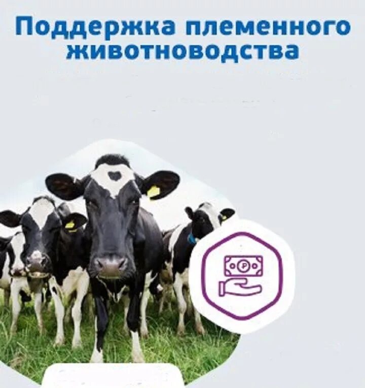 Поддержка животноводства субсидии. Ветеринария в животноводстве. субсидии на разведение племенного поголовья. селекционер по племенному животноводству.
