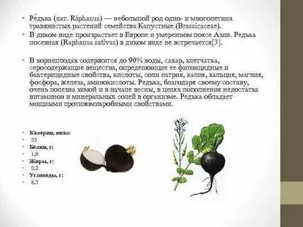 Морфологический критерий редьки дикой
