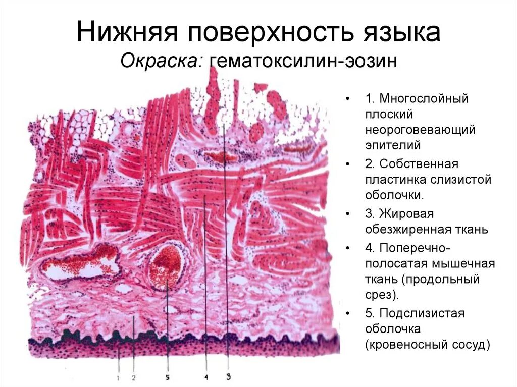 Вентральная поверхность языка гистология препарат. Нитевидные сосочки эпителий. Сосочки языка гистология препарат. Слизистые языка гистология.