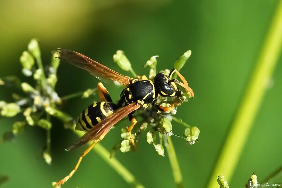 Жесткокрылые и перепончатокрылые. Оса отряд перепончатокрылые. Личинки перепончатокрылых. Перепончатокрылые куколки. Перепончатокрылые личинка и имаго.
