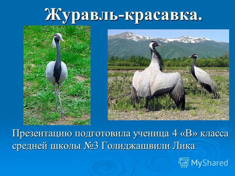 журавль-красавка фото и описание. журавль-красавка где обитает. степной журавль красавка. журавль красавка в какой природной зоне. журавль-красавка интересные факты.