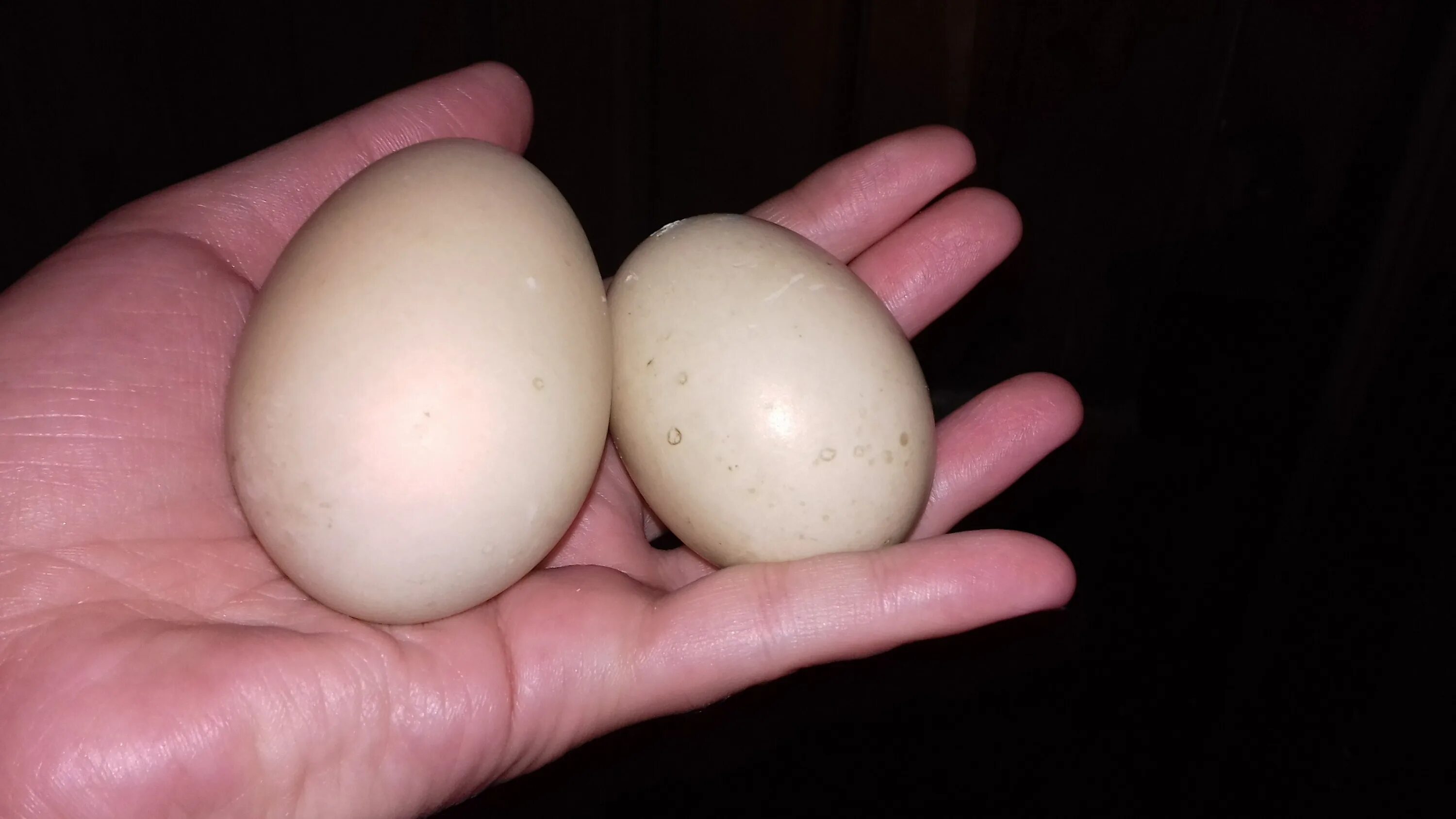 Инкубационное яйцо индоуток. Индоутка яйца. Яйцо мускусной утки. Яйца индоутки утки.