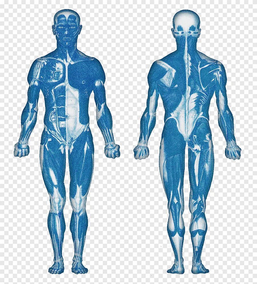 Анатомия человека. Мышцы человека. Мускулатура человека. Человек прозрачный анатомия. Анатомическая система организма