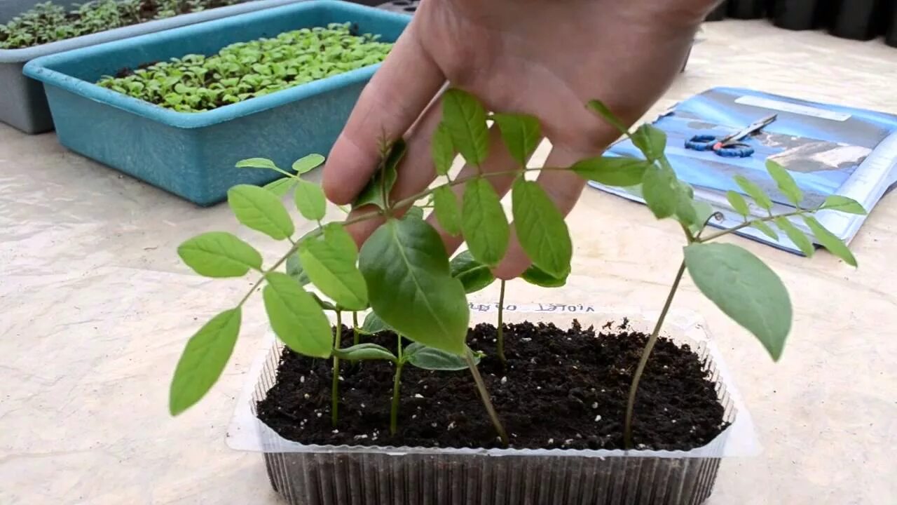Как посеять кобею на рассаду