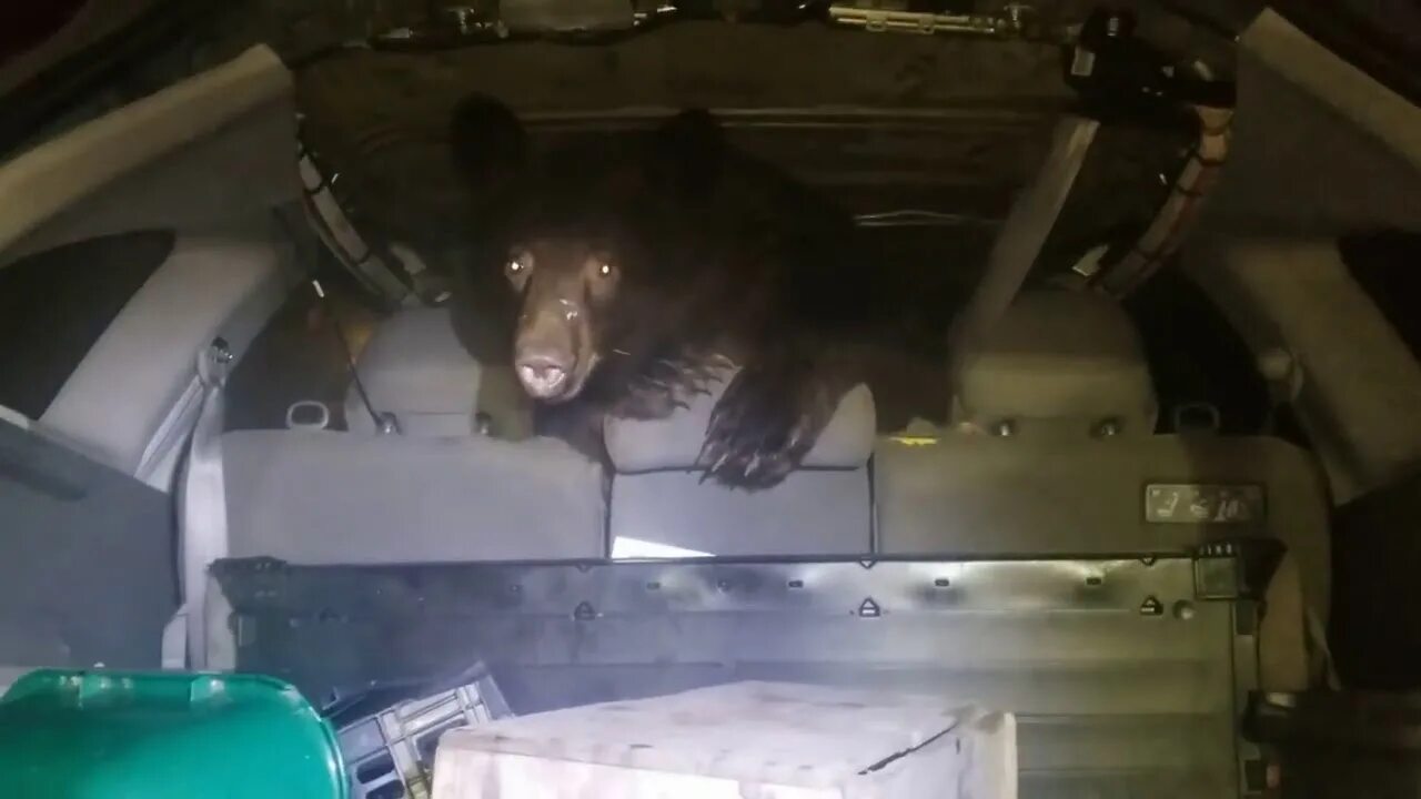 Медведь в машине. Медведь лезет в машину. Медведь забрался в дом. Медведь забрался в автомобиль. Видит медведь машина горит