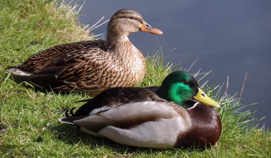 Селезень пол. Утка мальчик. Чем отличается утка от селезня. Чем отличается утка от селезня. Утка кряква семья.