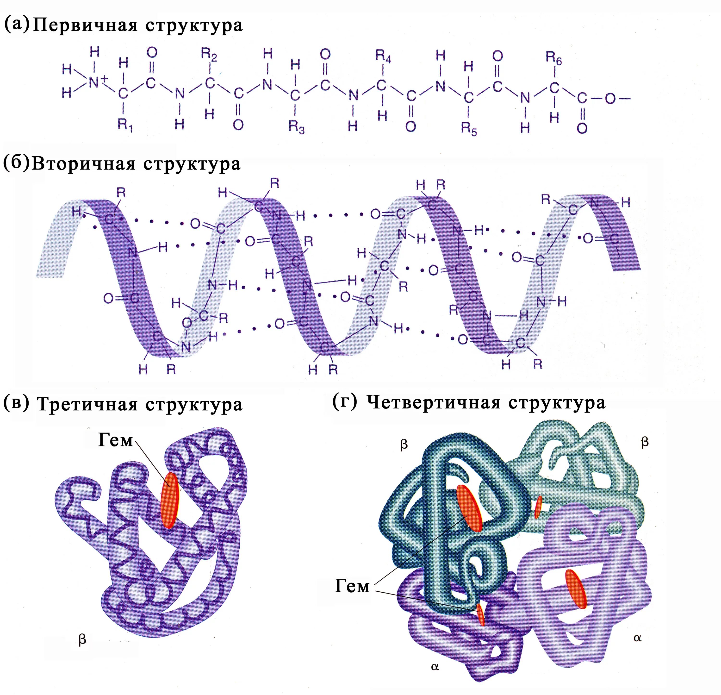 Схемы белков. Связи в первичной вторичной и третичной структуре белка. Первичная третичная и четвертичная структура белка. Первичная вторичная третичная структура белка. Схема строения вторичной структуры белка.