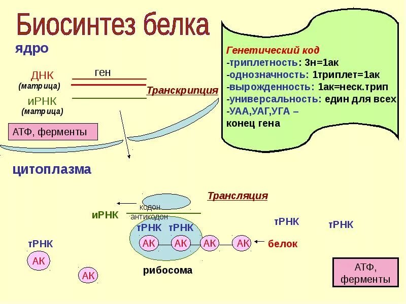 Последовательность транскрипции трансляции. Схема этапы синтеза белка биохимия.