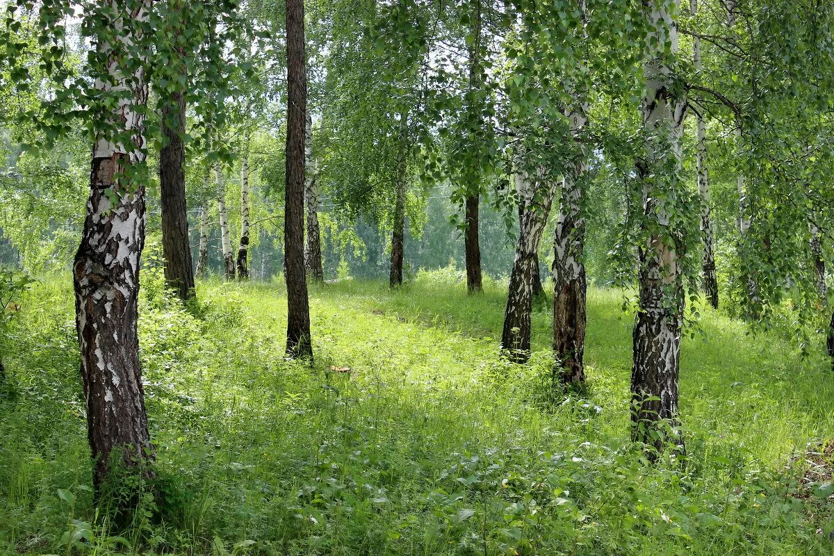 астильба лесная. лесные многолетники колесников. береза и дерен. под березой в тени. две березы.
