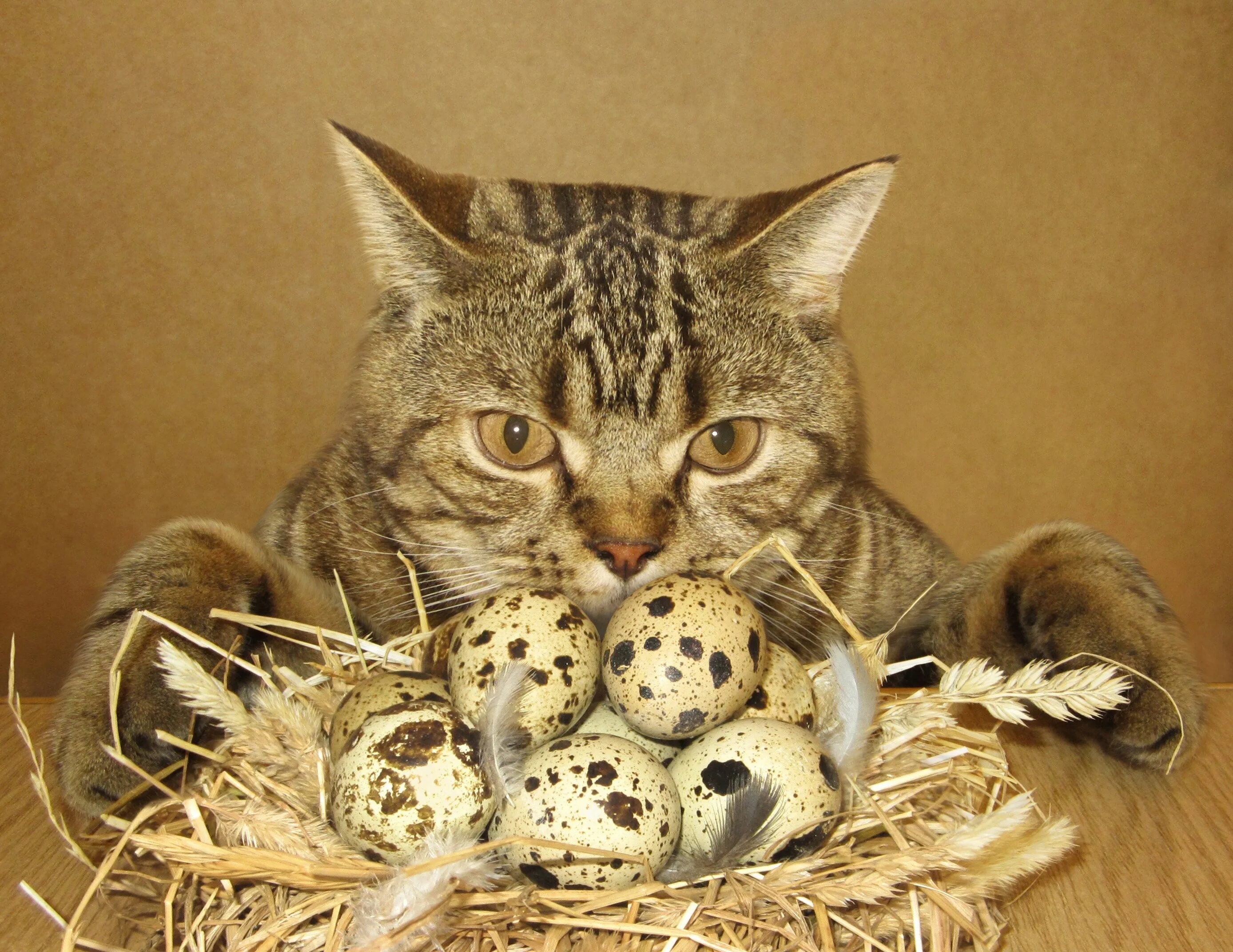 Кошки. Кошачьи яички. Котик с яйцами. Пасхальные яйца котики.