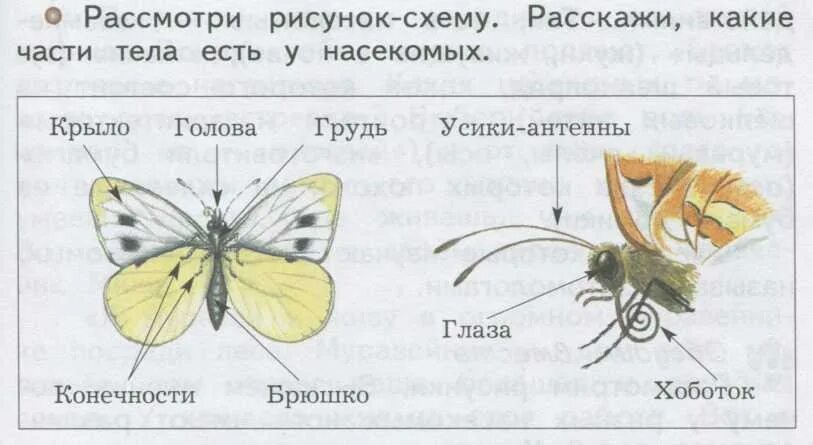 Какие части насекомого изображены. Строение тела насекомых 3 класс окружающий мир. Строение насекомых 3 класс окружающий мир. Строение насекомых 3 класс. Строение насекомых задание.