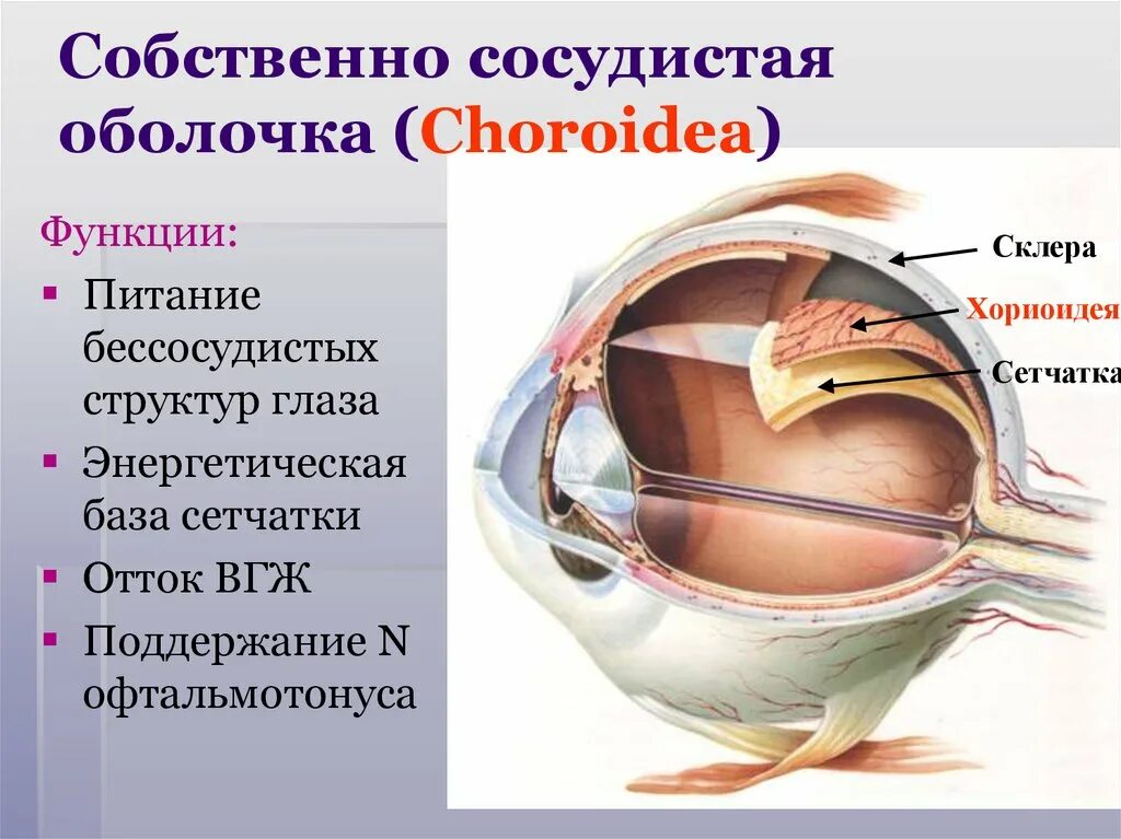 Радужная оболочка глаза. Строение и функции. Рената Багданова Дзен