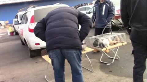 Выставки голубей в 2024 году в воронеже