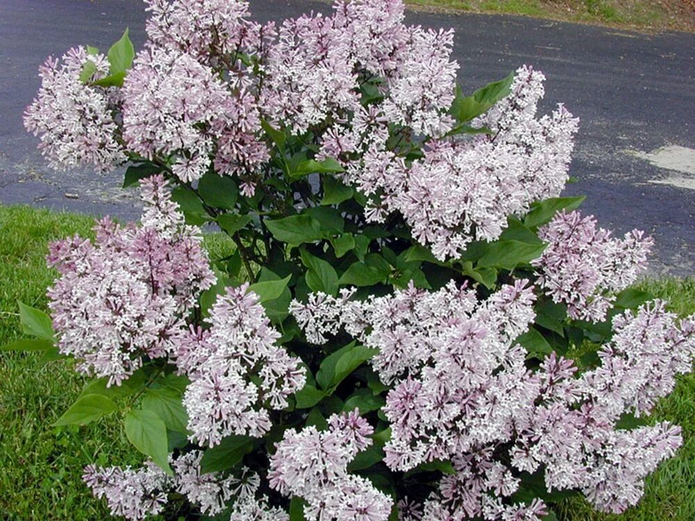 Сирень Miss Kim Syringa. Сирень раскидистая (Syringa patula) Miss Kim. Сирень мисс