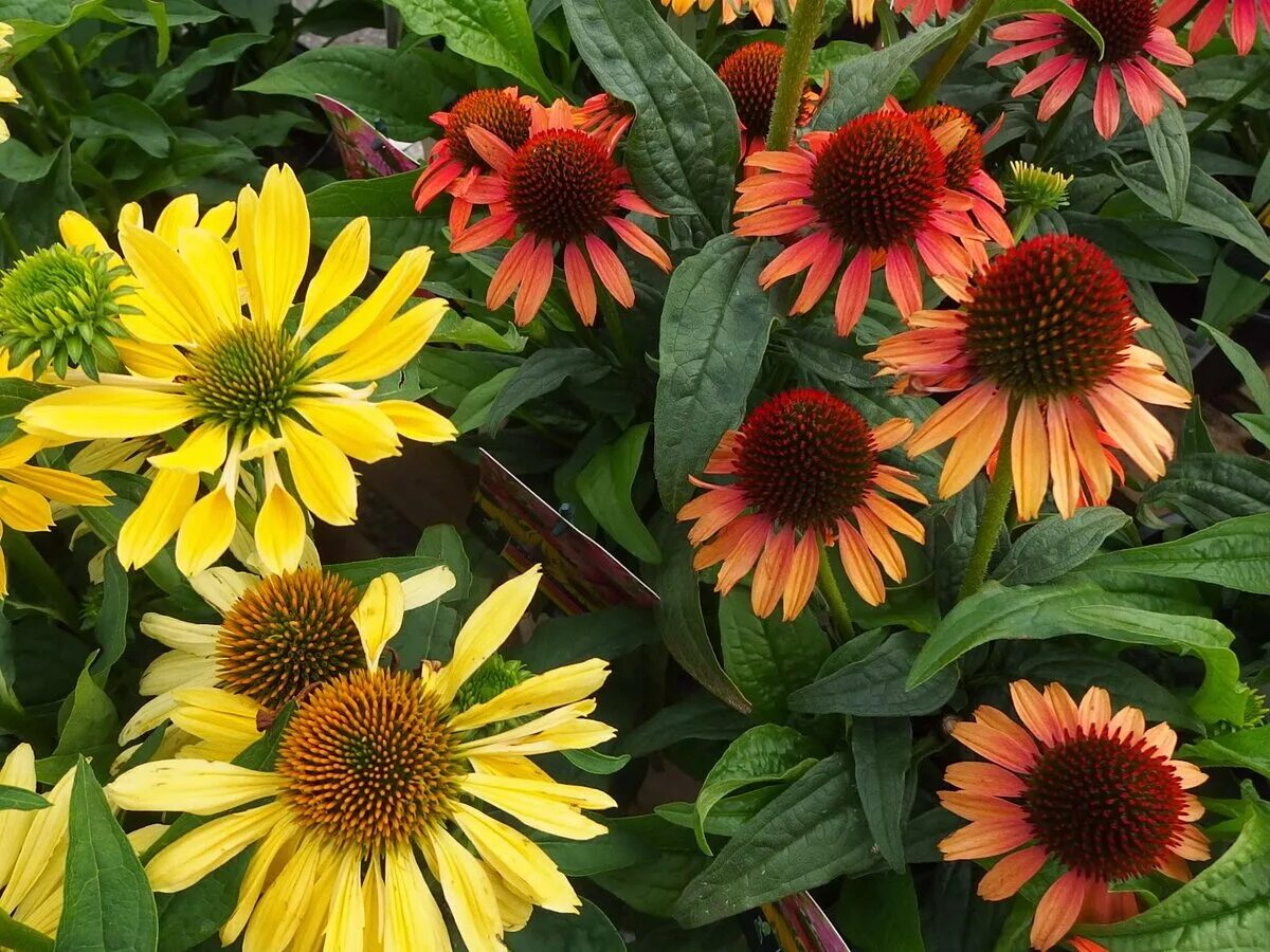 эхинацея пурпурная 'razzmatazz'. эхинацея пурпурная гф. эхинацея пурпурная ливадия. эхинацея purpurea. эхинацея цветок.