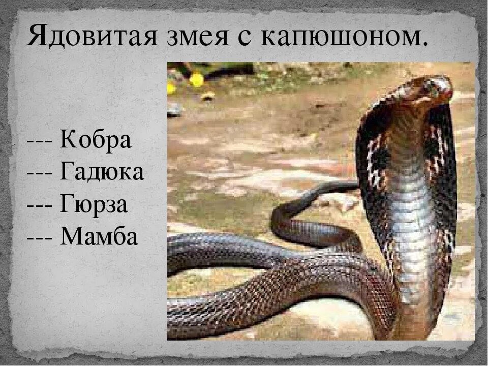Неядовитая змея 2 буквы. Неядовитая змея 2 буквы. Уж с желтыми пятнами на голове. Неядовитая змея 2 буквы. Презентация про змей 7 класс по биологии.