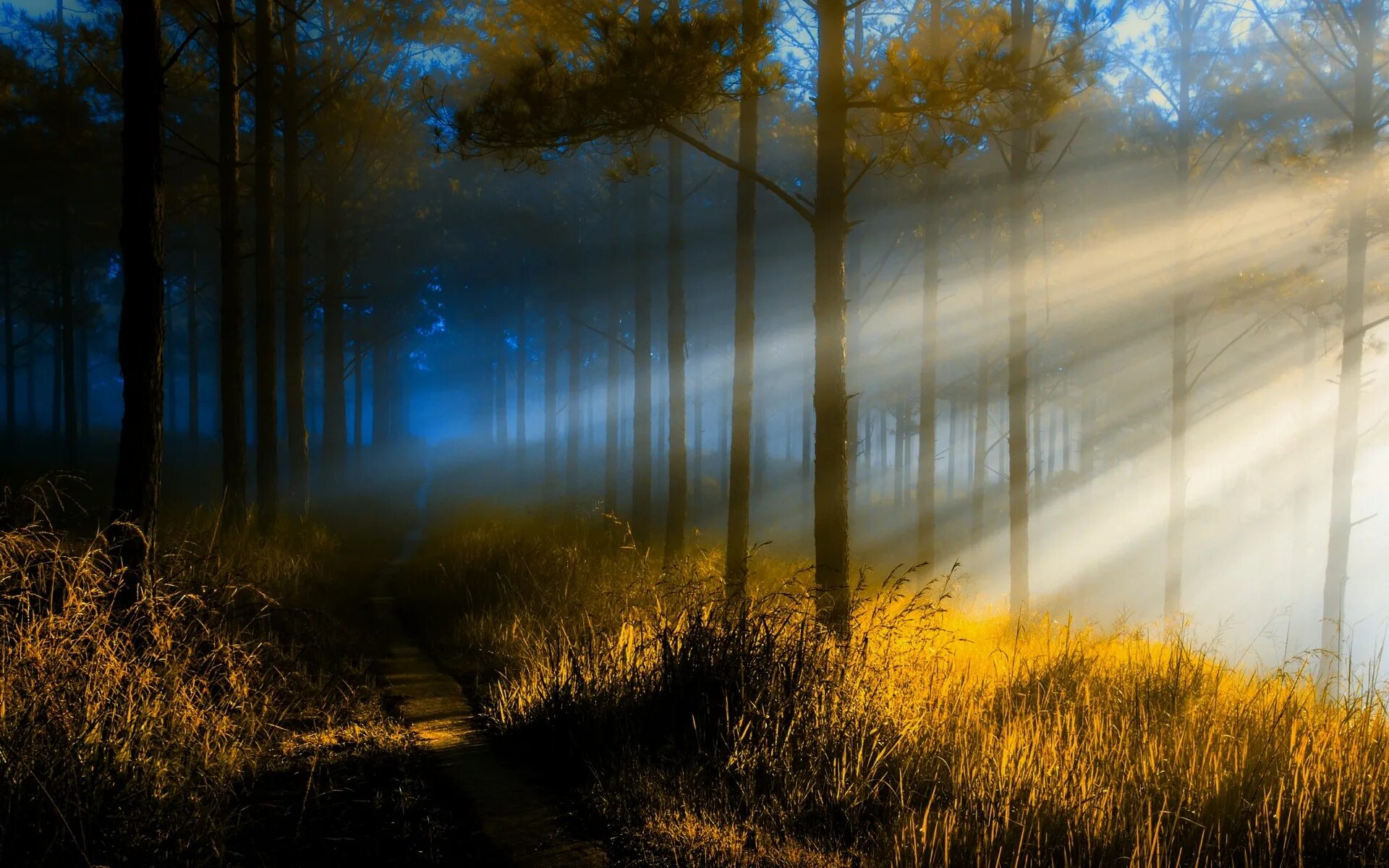 Рассвет в лесу. Туманный пейзаж. Солнце сквозь туман. Лучи солнца.