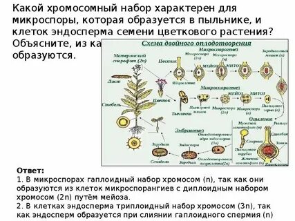 Клетка зародыша семени набор хромосом